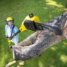  Willits, CA Tree Removal and Landscaping Services Pros